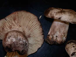 Russula dissimulans